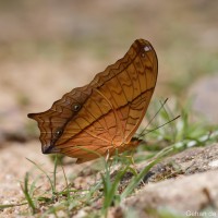 Vindula erota Fabricius, 1793